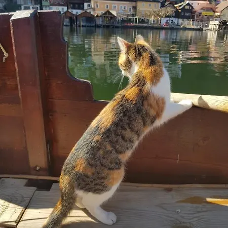 Braeugasthof 3* Χάλστατ